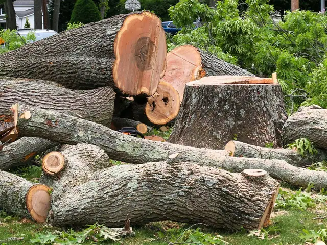 Cut sections of a felled tree stacked on a lawn (representative photo)